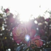 薔薇