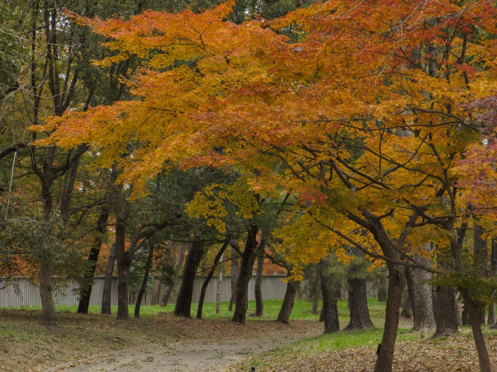 紅葉