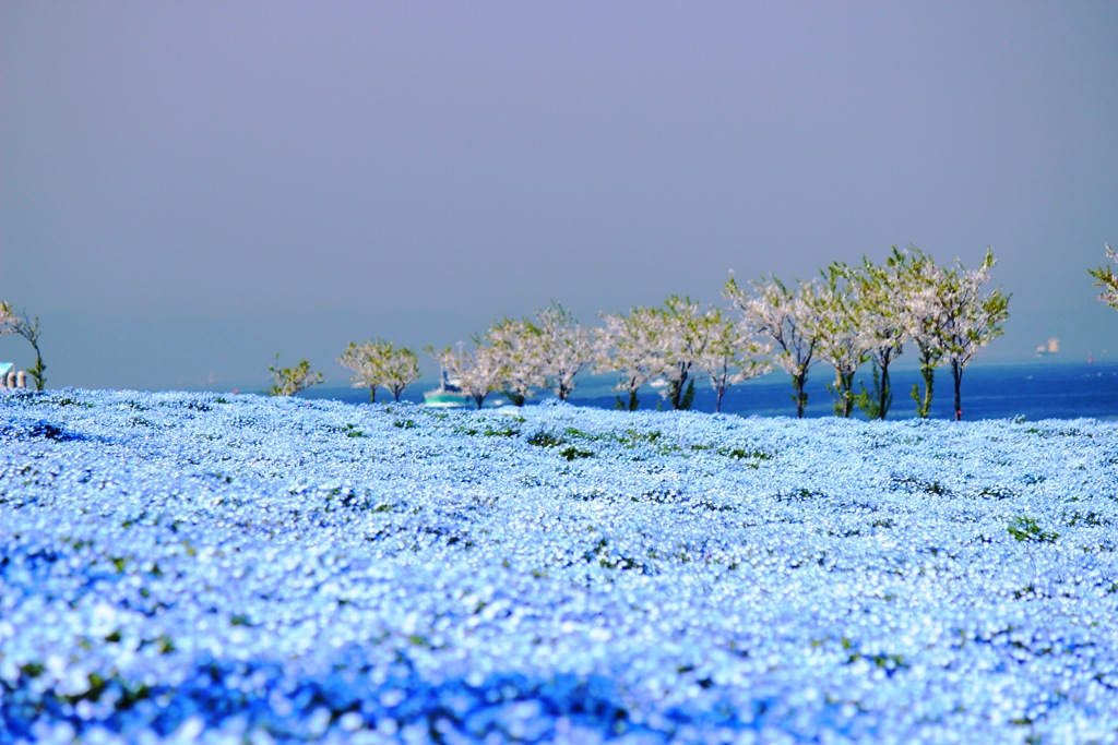 ネモフィラと桜