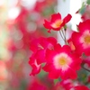 薔薇