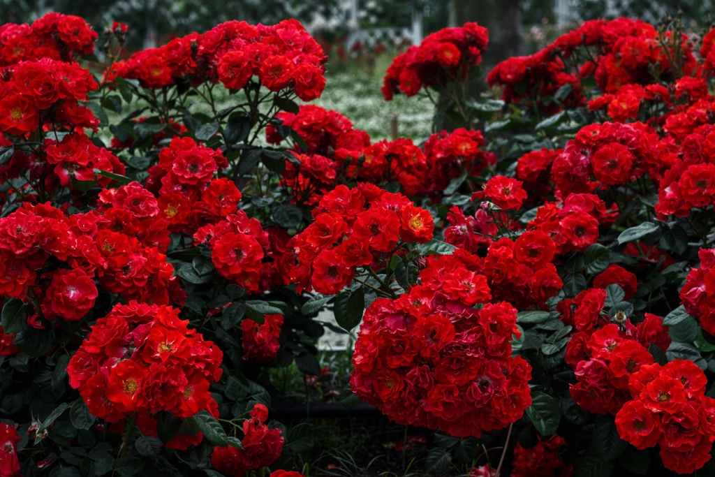 薔薇