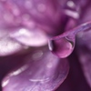 紫陽花　雫