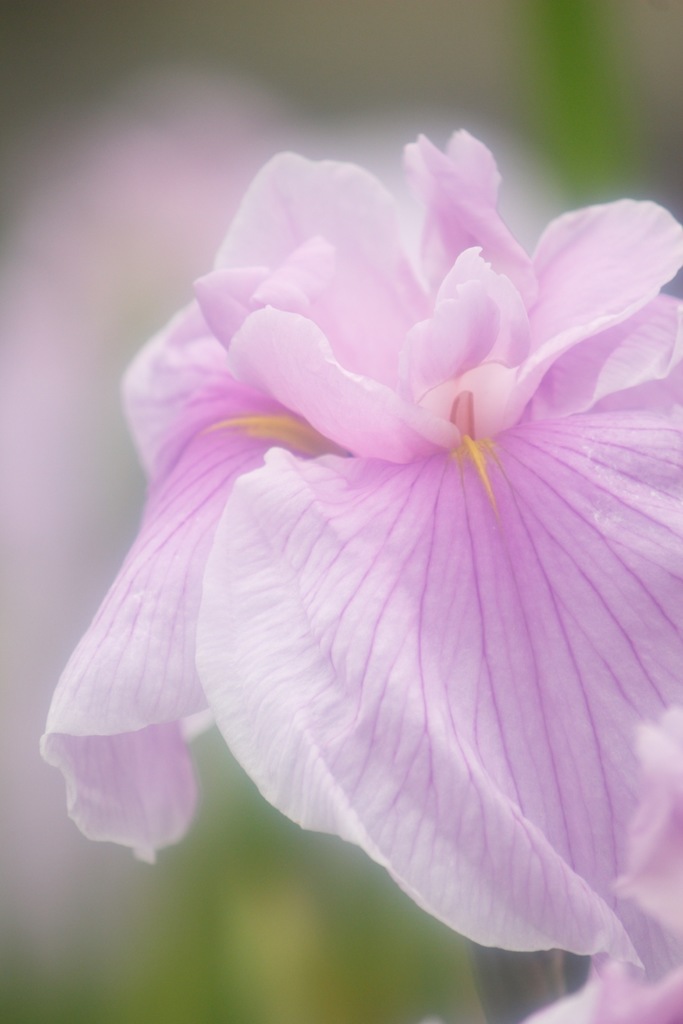 花菖蒲