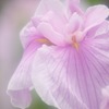 花菖蒲