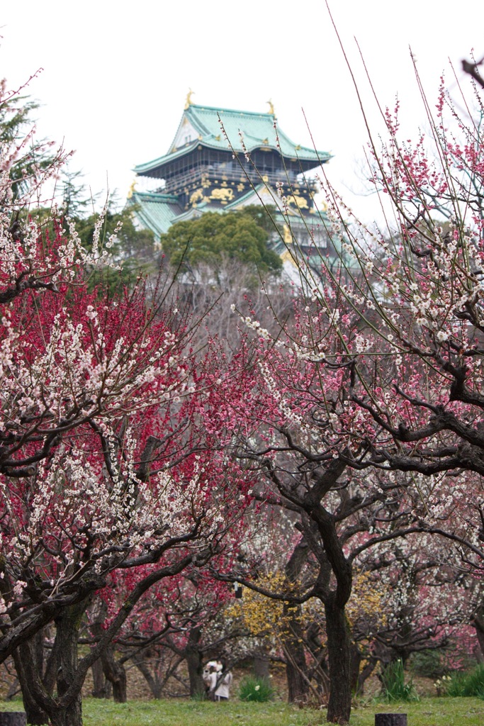 大阪城と梅林