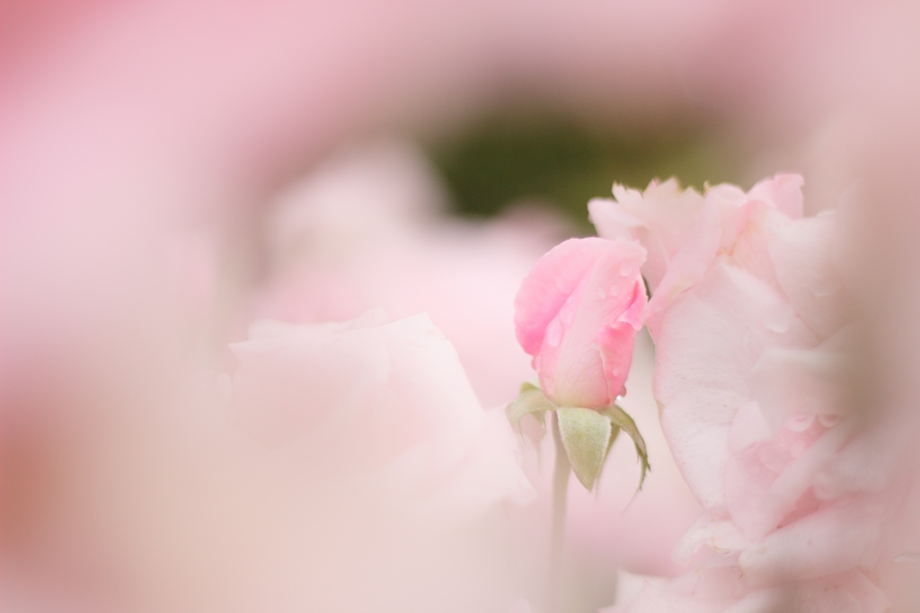 薔薇