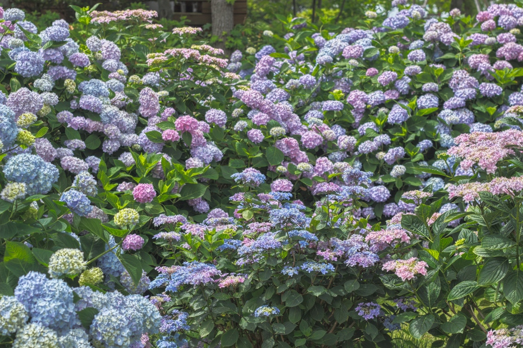 紫陽花