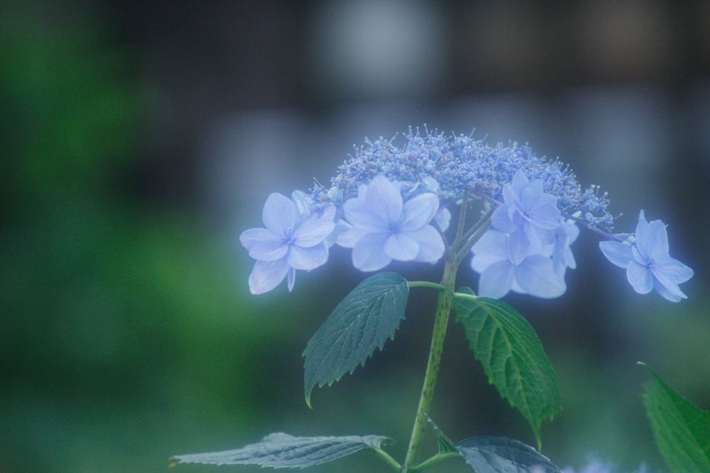 紫陽花