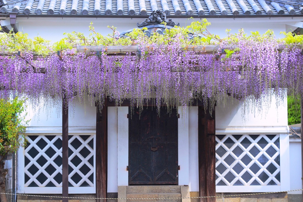葛井寺の藤