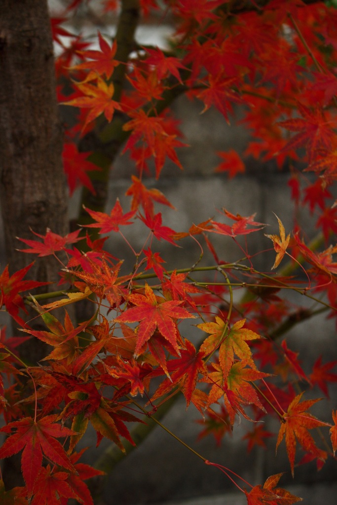 紅葉