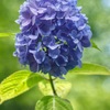 紫陽花