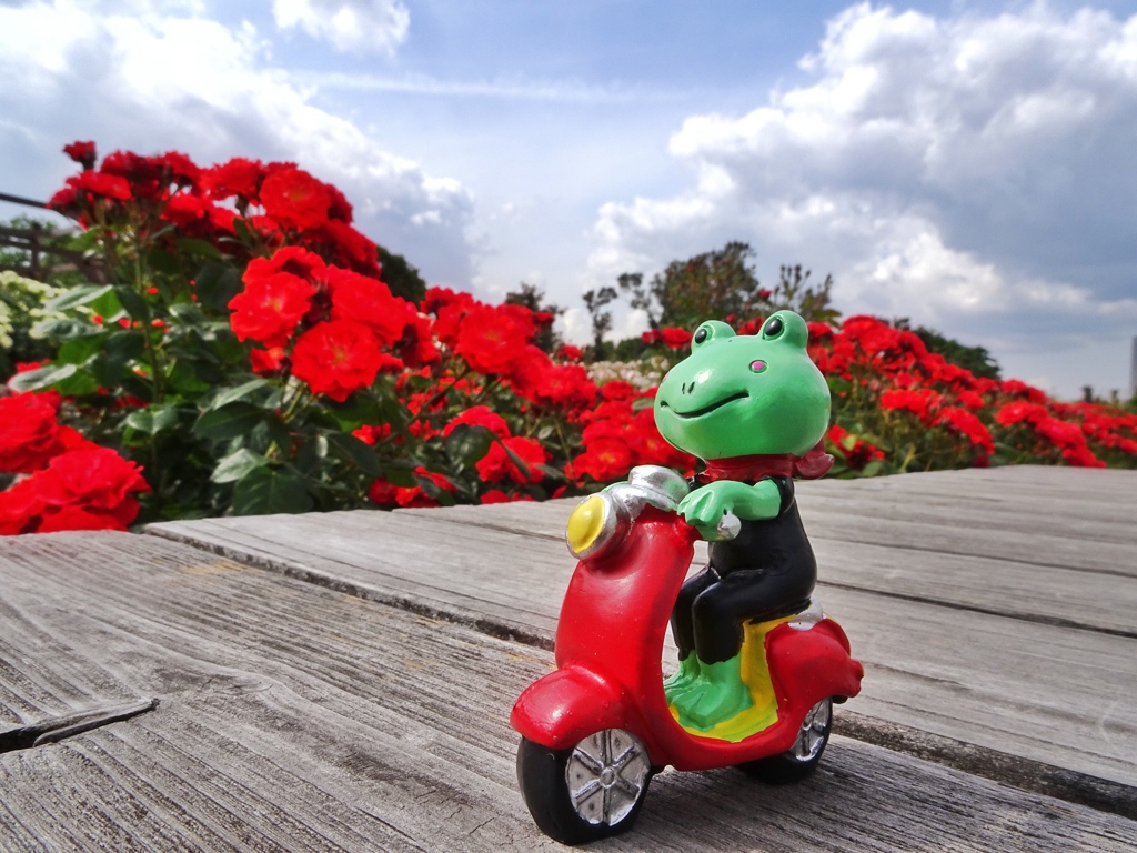 ケロカちゃん、薔薇園へ行く