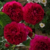 薔薇