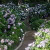 紫陽花