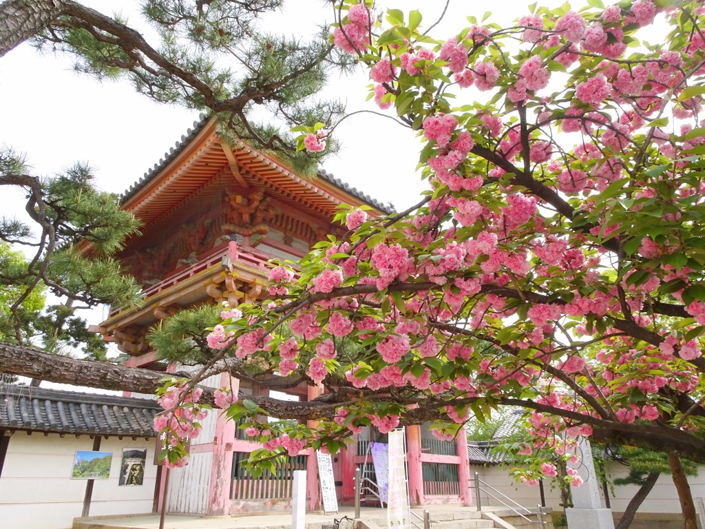 葛井寺の八重桜