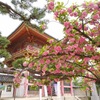 葛井寺の八重桜