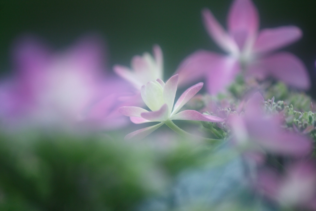 紫陽花