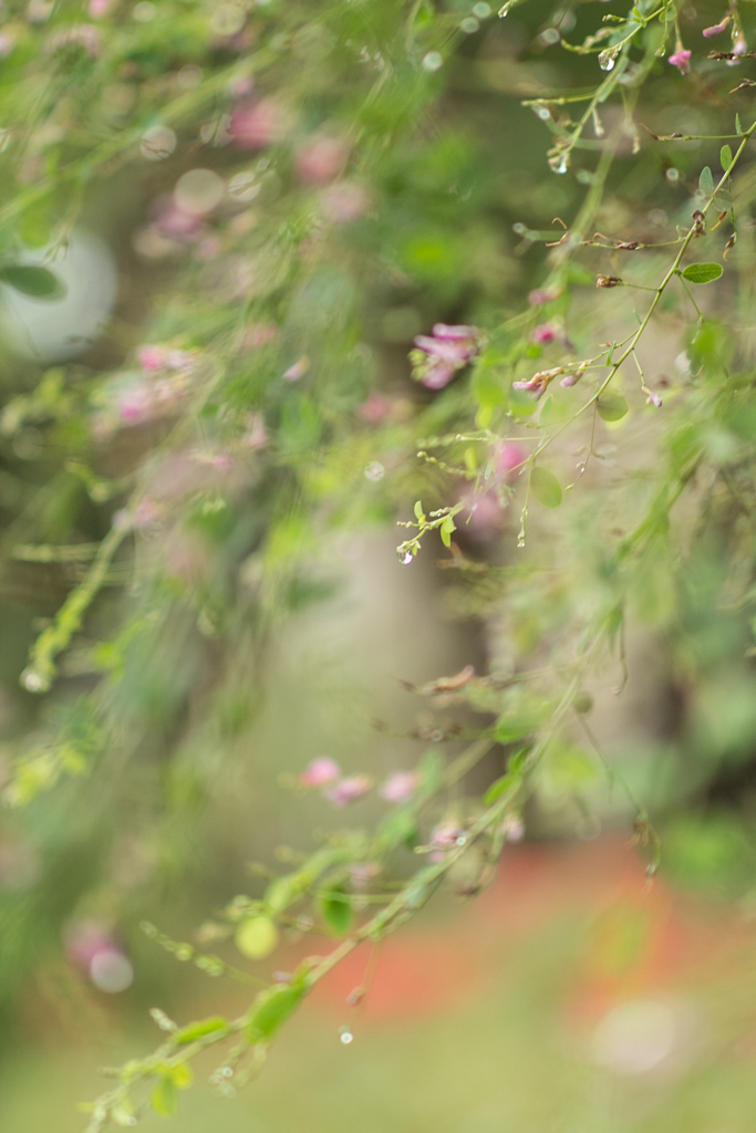 萩の花、少し残っていた