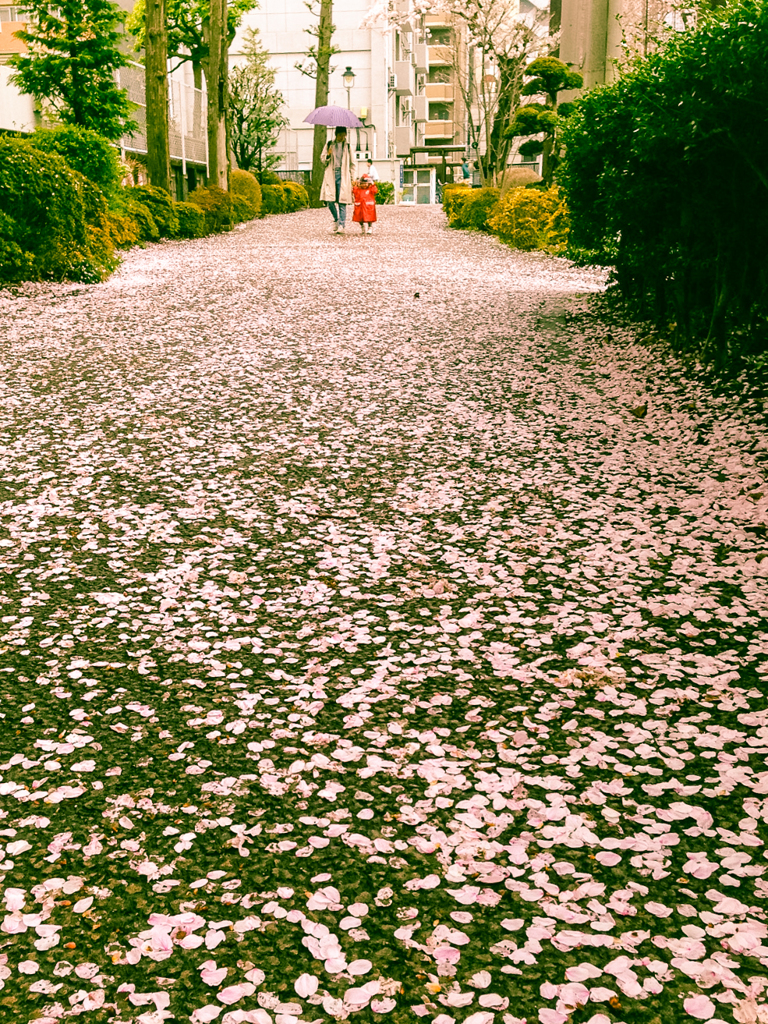 桜色の小路