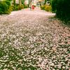 桜色の小路