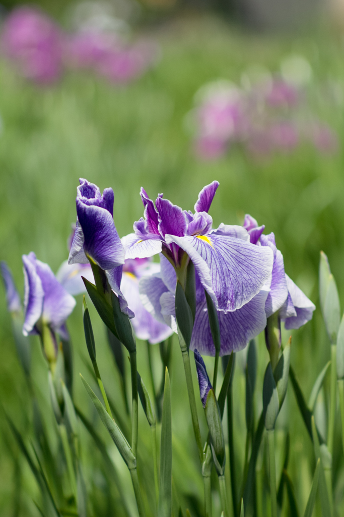 花菖蒲