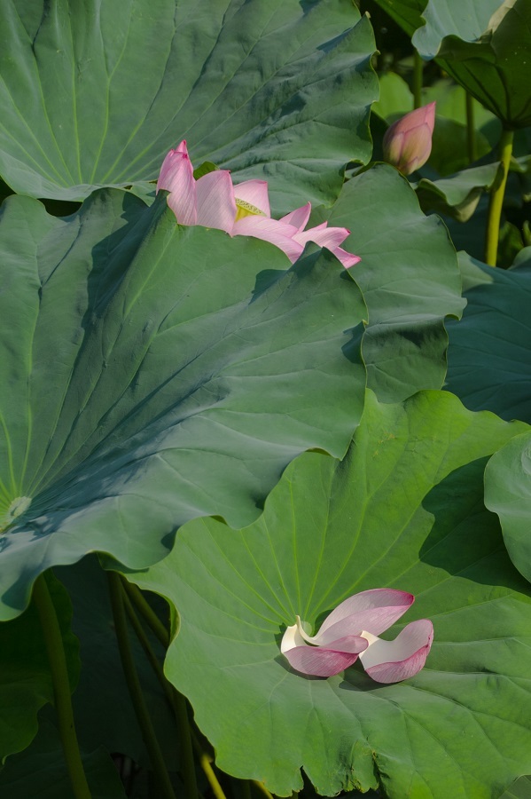 蕾・花・花弁