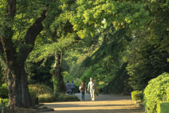 神代植物園　新緑