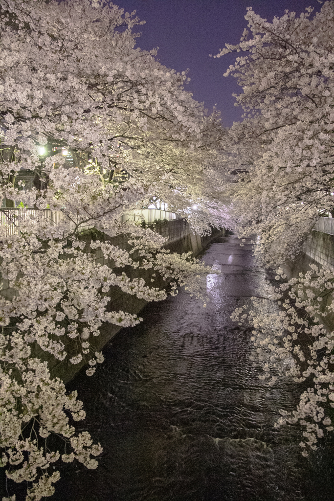 神田川沿い