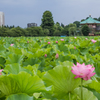 夏・不忍池