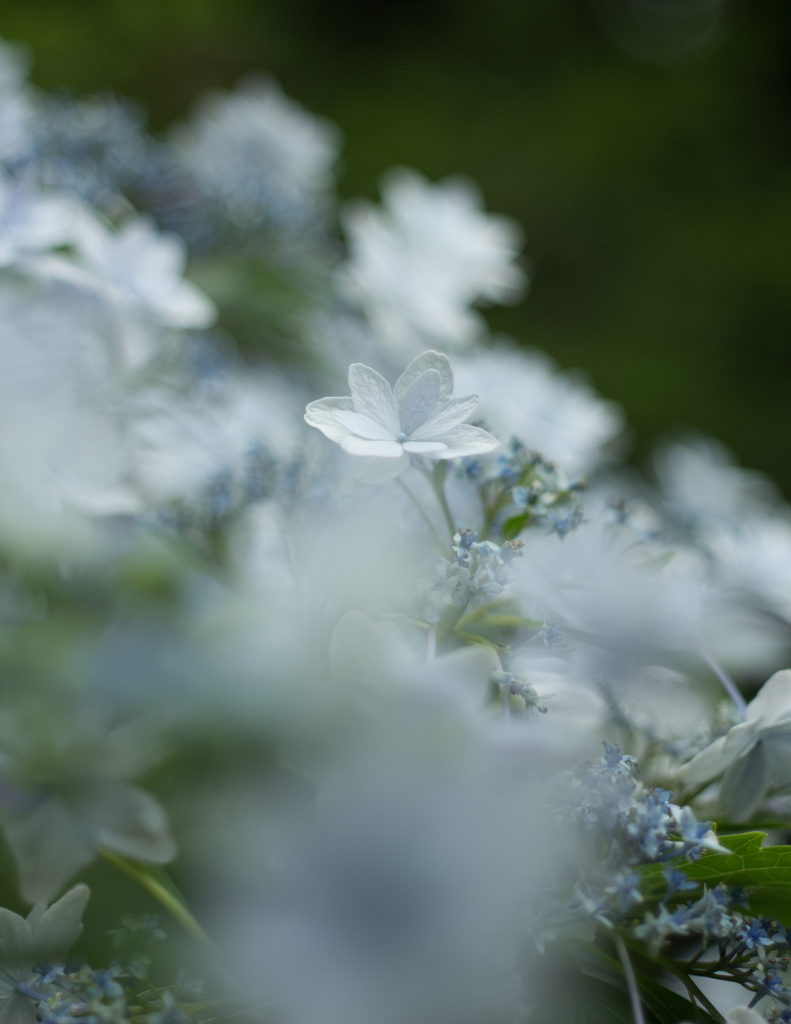 薄水色の花火