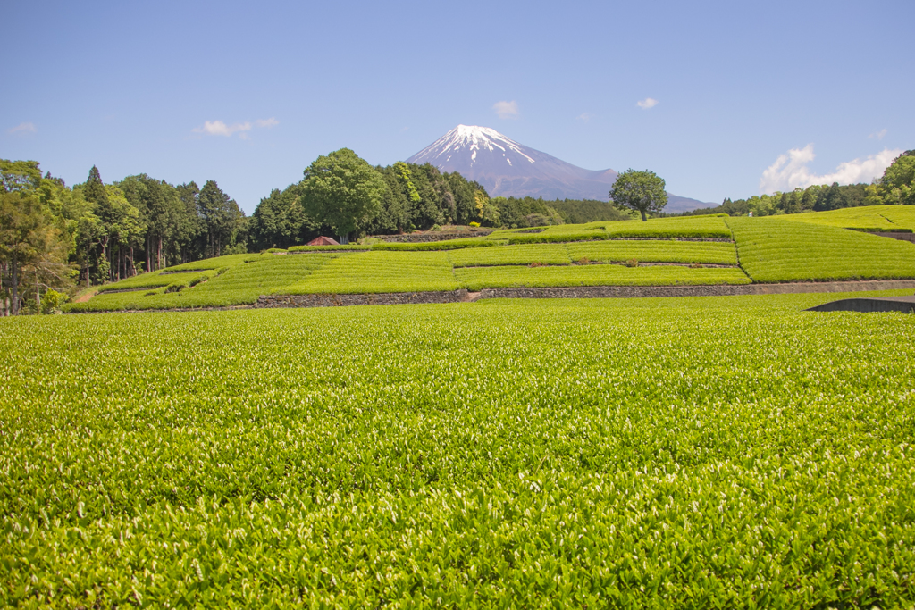 茶畑にて