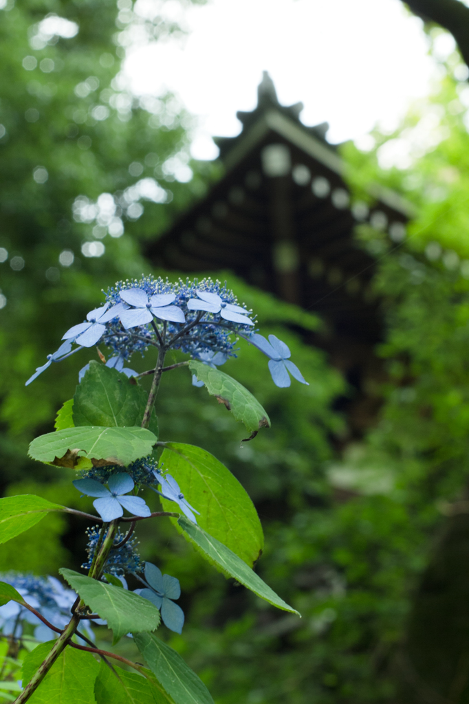 高幡不動にて