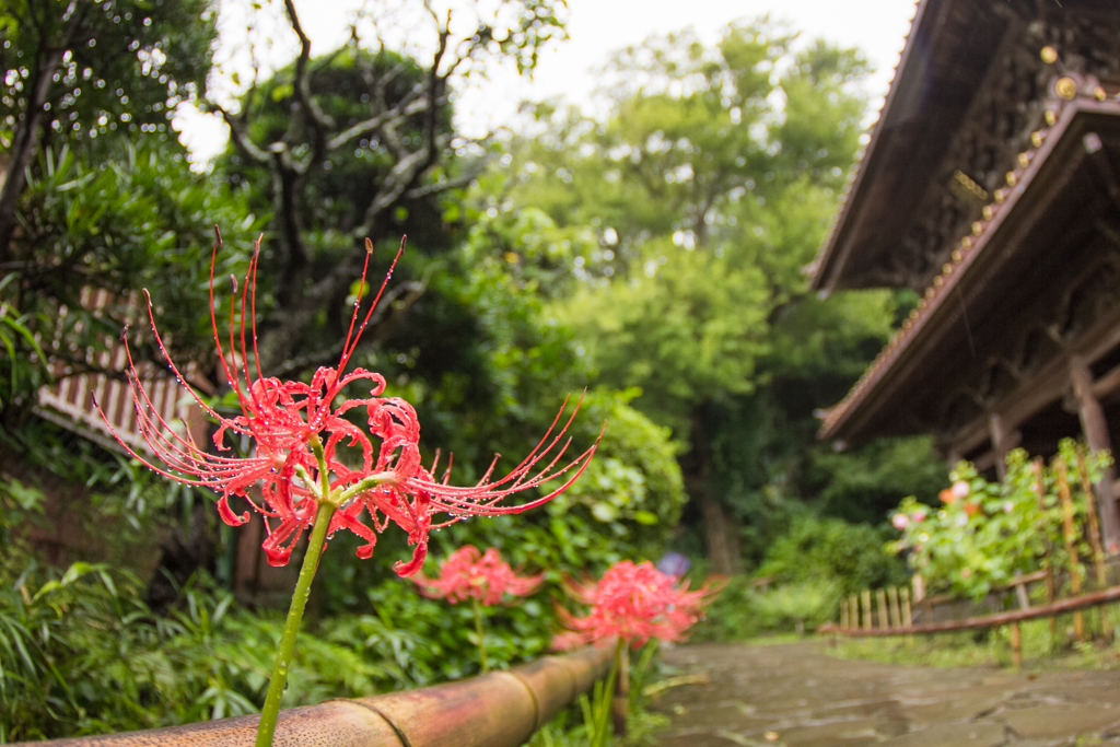 彼岸花（鎌倉）　