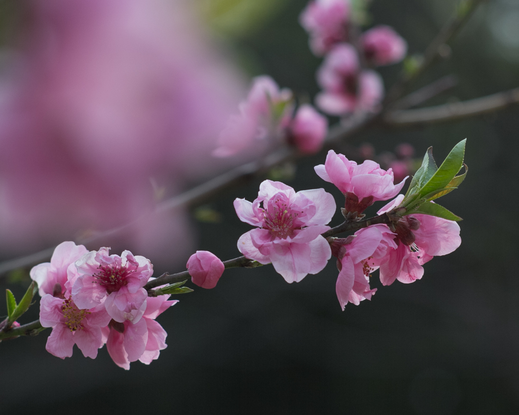 桃の花