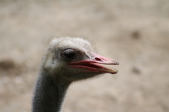 動物園にて