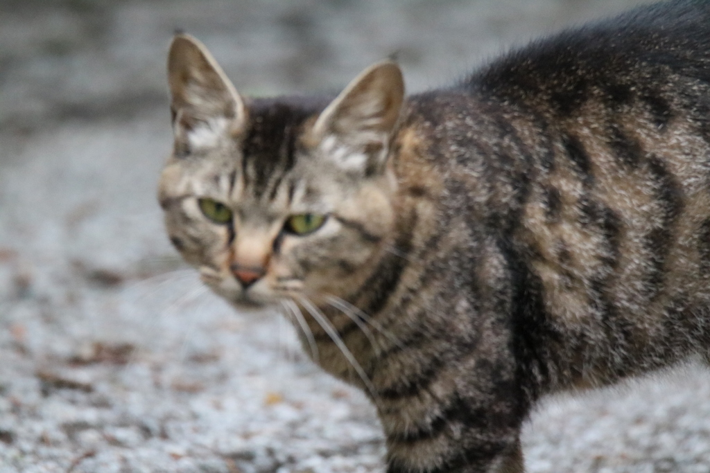 野鳥スポットには猫がいるｗ