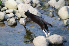 川に住む猫ちゃん