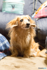 愛犬