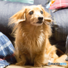 愛犬