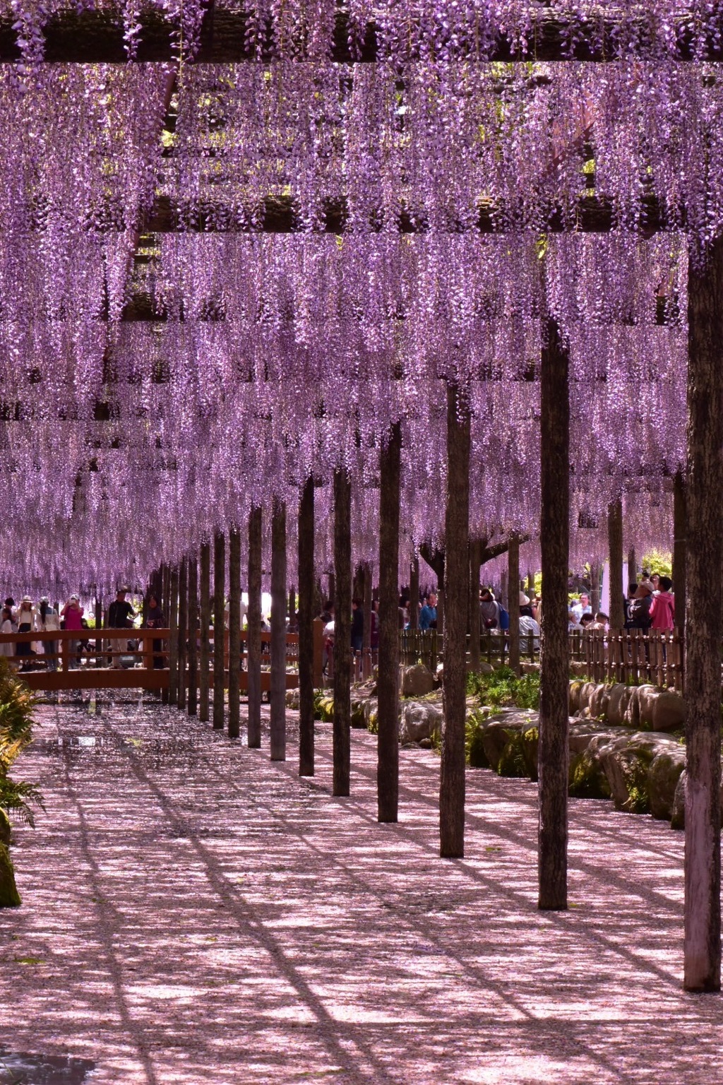 枝垂れてます！藤の花