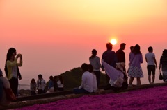 芝桜と夕陽