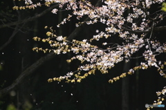 密かに散る