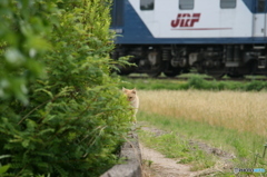 ネコと汽車