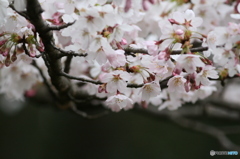 桜を潜る