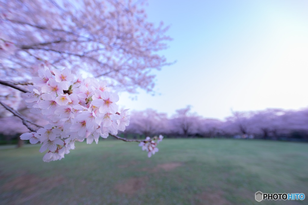 Cherry_blossom
