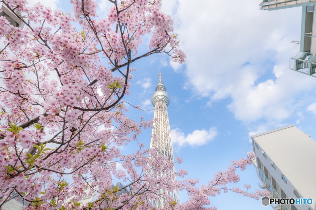 桜ノ木  空ノ木