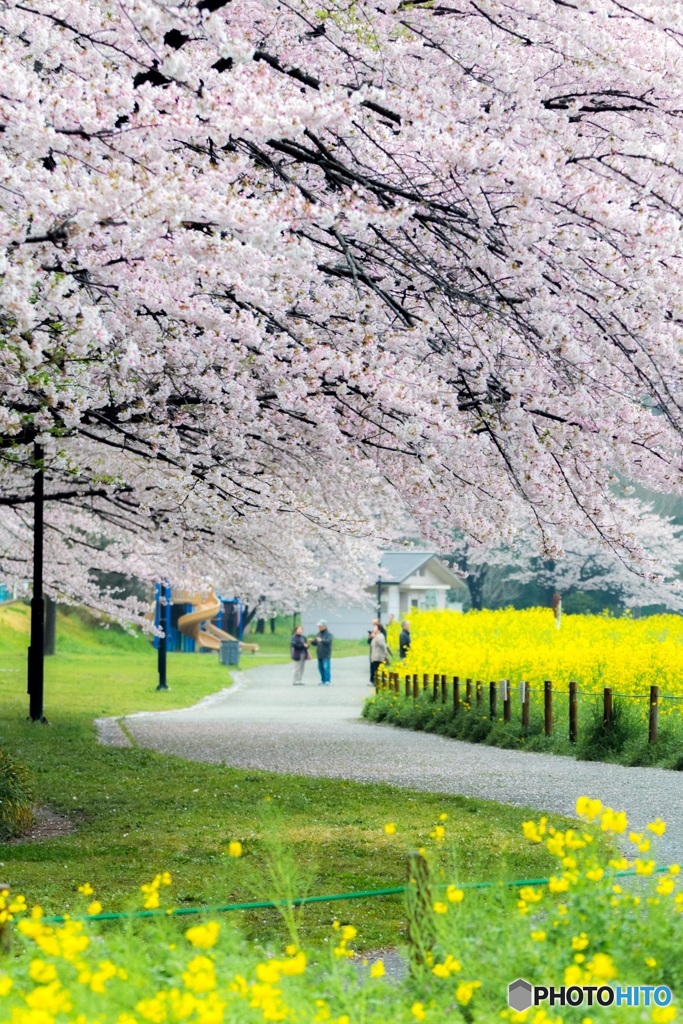 桜空