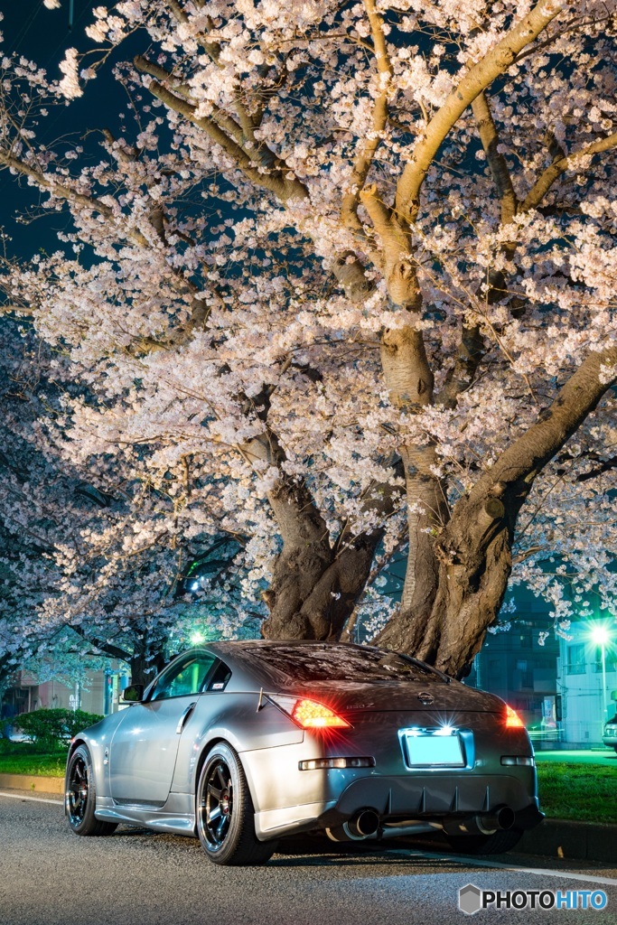 夜桜 FAIRLADY Z