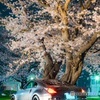 夜桜 FAIRLADY Z