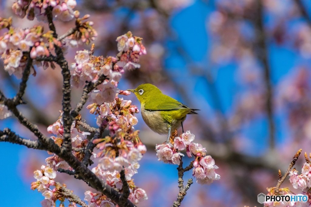 春先どり 2